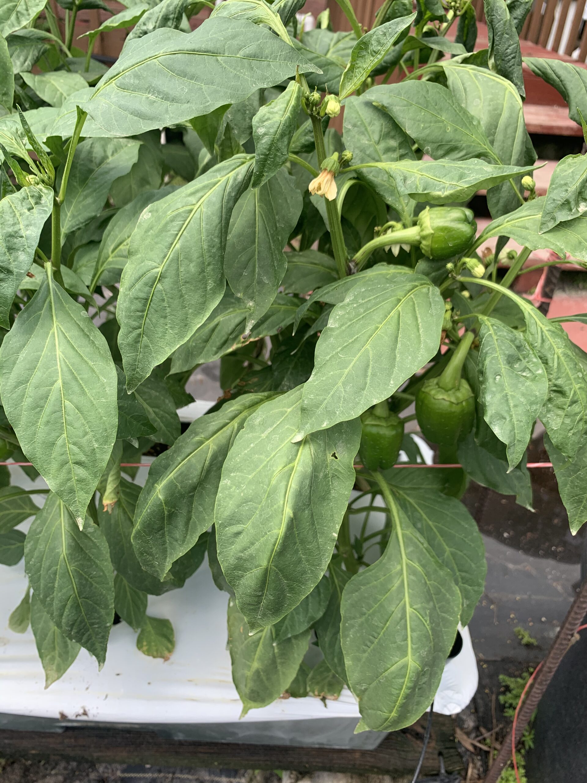 EarthBox Blog 3, to Florida Fall!