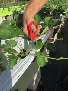 How to clip runners on Strawberries