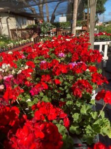 Geraniums