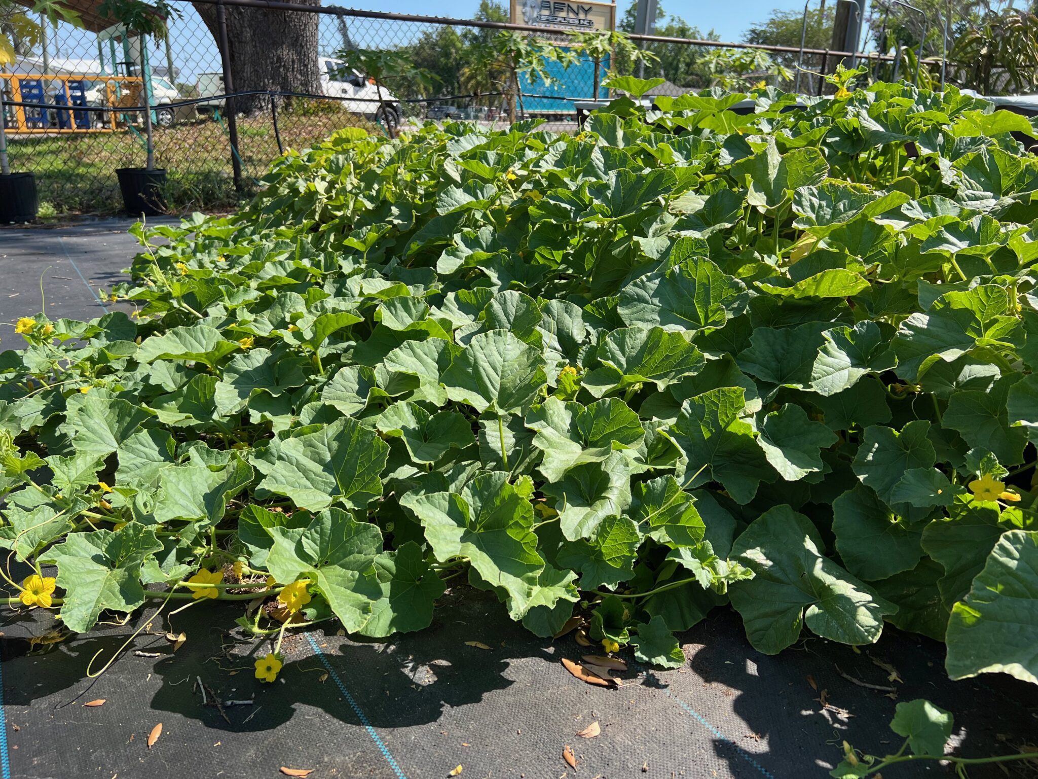 Vegetable plants growing in the EarthBox Garden Center garden