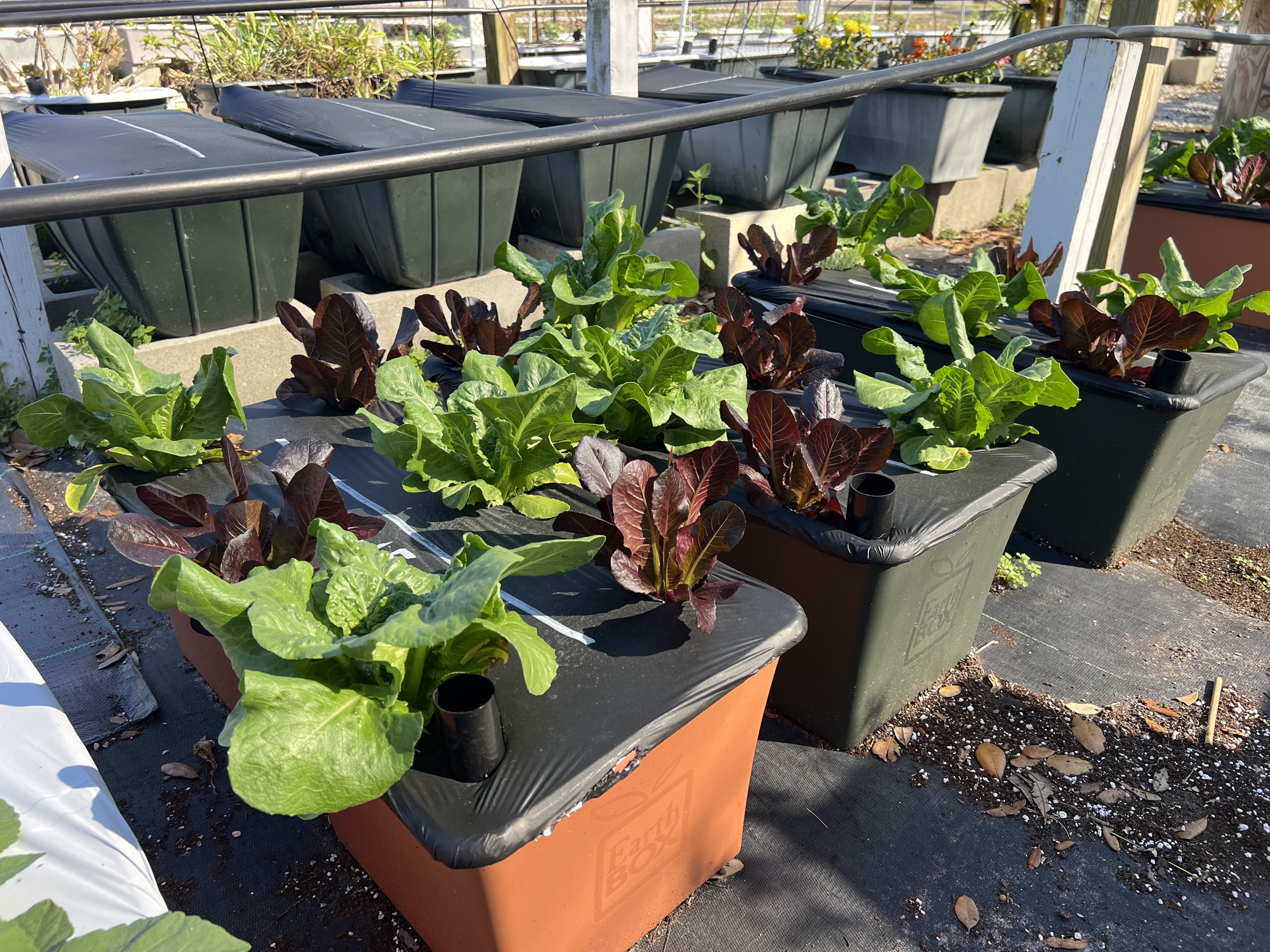 Green and burgundy lettuce growing in terracotta and green EarthBoxes