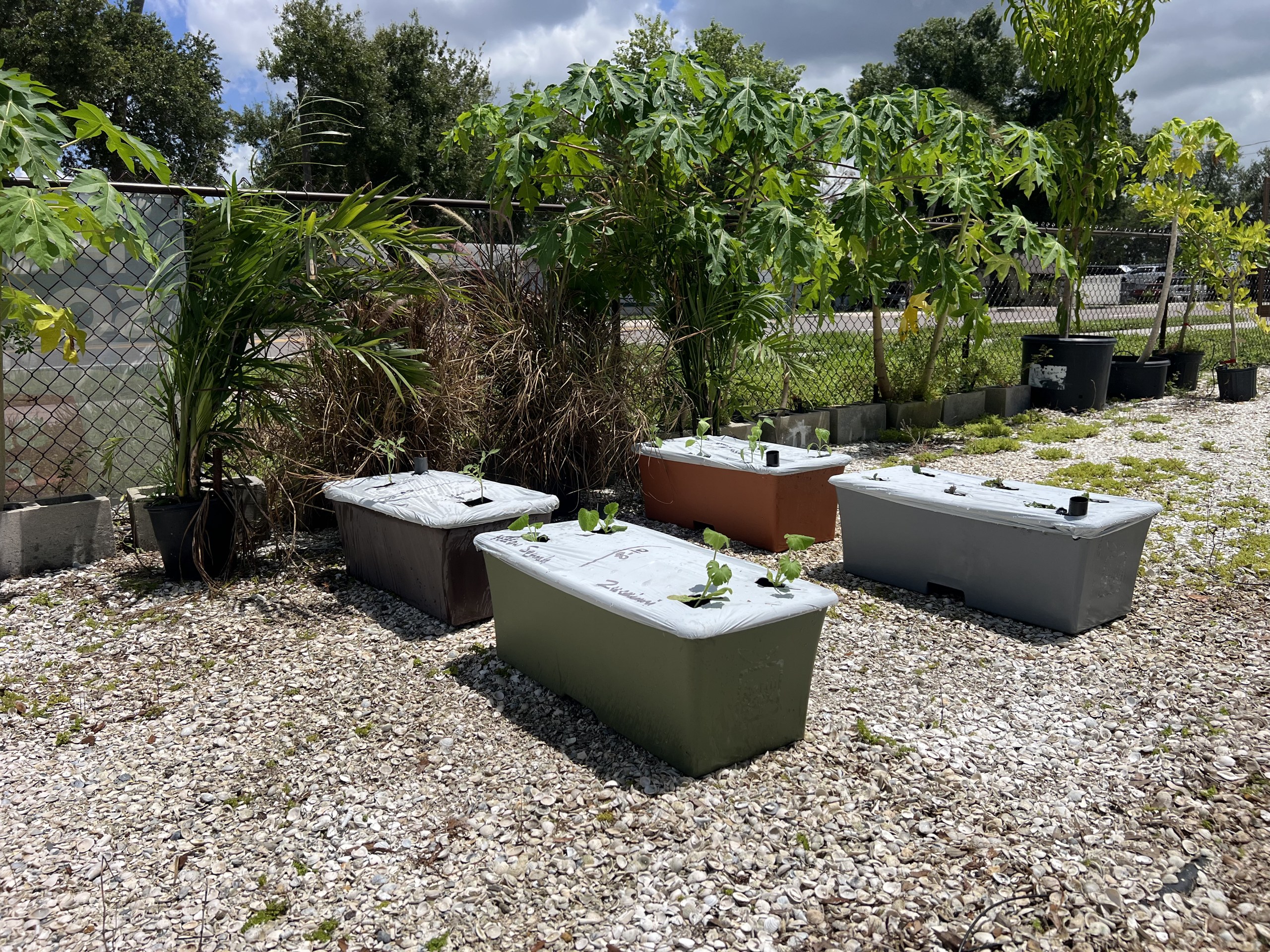 Four EarthBoxes planted with young vegetables in the garden center demonstration garden